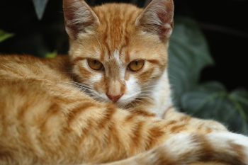 Orange Tabby Cat Orange Tabby Cat