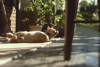 Orange Tabby Cat Orange Tabby Cat