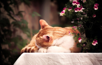 Orange Tabby Cat Orange Tabby Cat