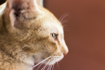 Orange Tabby Cat Orange Tabby Cat