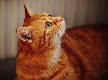 Orange Tabby Cat Orange Tabby Cat