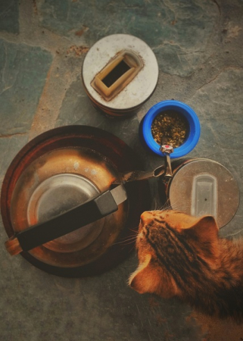 Orange Tabby Cat Orange Tabby Cat