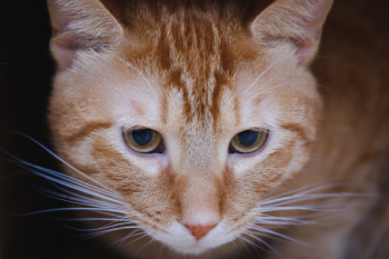 Orange Tabby Cat Orange Tabby Cat