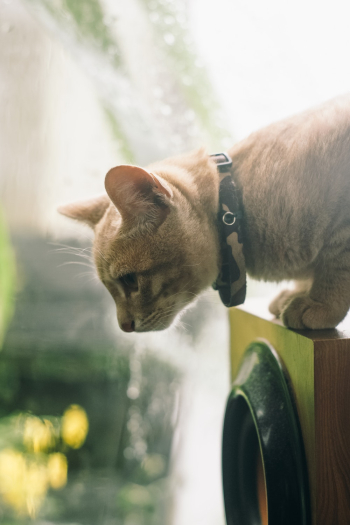 Orange Tabby Cat Orange Tabby Cat
