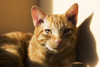 Orange Tabby Cat Orange Tabby Cat