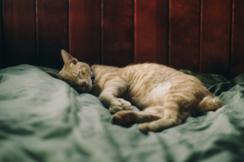 Orange Tabby Cat Orange Tabby Cat