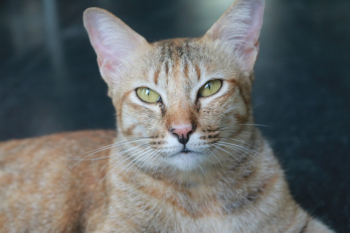 Orange Tabby Cat Orange Tabby Cat