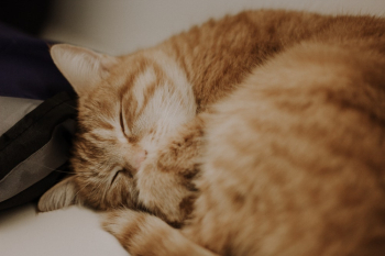Orange Tabby Cat Orange Tabby Cat