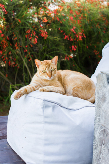 Orange Tabby Cat Orange Tabby Cat
