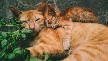 Orange Tabby Cat and Kitten Orange Tabby Cat and Kitten
