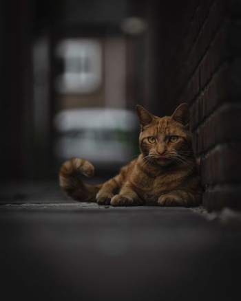 orange tabby cat beside wall orange tabby cat beside wall