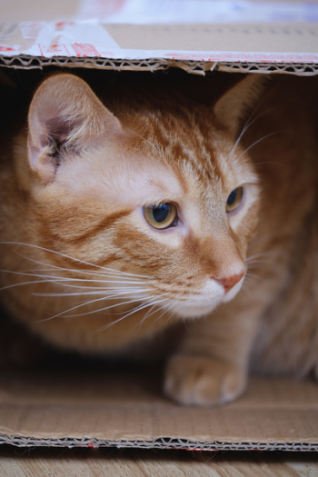 Orange Tabby Cat Inside Cardboard Box Orange Tabby Cat Inside Cardboard Box