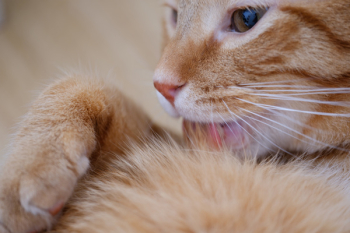Orange Tabby Cat Licking Fur Orange Tabby Cat Licking Fur