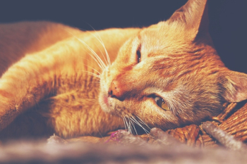 Orange Tabby Cat Lying Orange Tabby Cat Lying