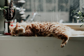 orange tabby cat lying down orange tabby cat lying down