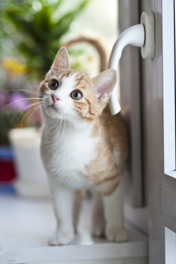 Orange Tabby Cat Near Window Orange Tabby Cat Near Window