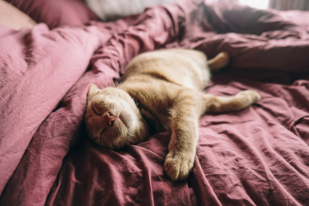 Orange Tabby Cat On Bed Orange Tabby Cat On Bed