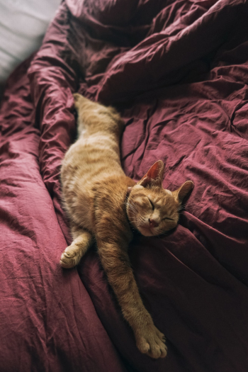 Orange Tabby Cat On Bed Orange Tabby Cat On Bed