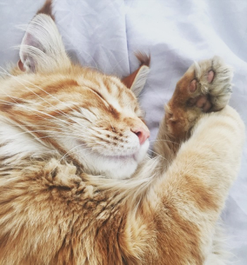 Orange Tabby Cat on White Fabric Bed Cover Orange Tabby Cat on White Fabric Bed Cover