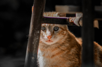 Orange Tabby Cat Under Chair Orange Tabby Cat Under Chair