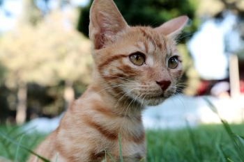 Orange Tabby Kitten Orange Tabby Kitten