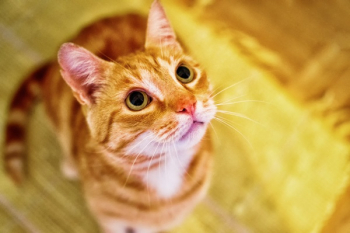 Orange Tabby Kitten Orange Tabby Kitten