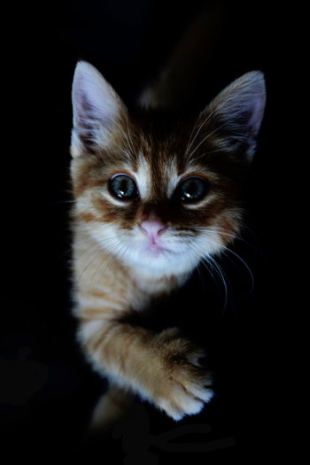 Orange Tabby Kitten Orange Tabby Kitten