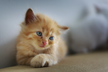 Orange Tabby Kitten Orange Tabby Kitten