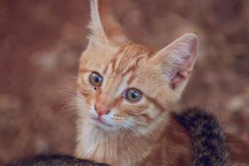 Orange Tabby Kitten Orange Tabby Kitten