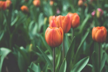orange tulip orange tulip