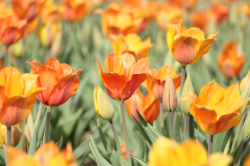 Orange Tulip Field Orange Tulip Field