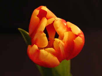 Orange Tulips Orange Tulips