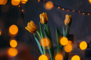 Orange Tulips With Bokeh Lights Orange Tulips With Bokeh Lights