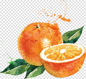 Orange , Watercolor painting Drawing Orange Illustration, Orange transparent background PNG clipart