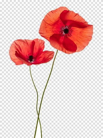 Orangepoppy flowers, Common poppy Flower Remembrance poppy, Red flower pattern transparent background PNG clipart