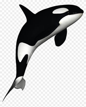 Orca Clipart Free - Killer Whale Transparent Background