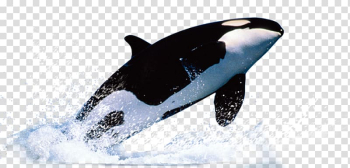 Orca whale surfacing water, Whale Template Dolphin, whale transparent background PNG clipart