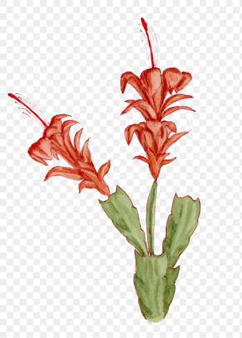 Orchid cactus flower png sticker, | Free PNG Sticker - rawpixel Orchid cactus flower png sticker, | Free PNG Sticker - rawpixel