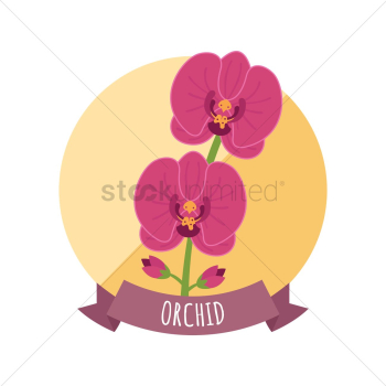 Orchid flower Orchid flower