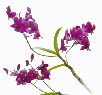 orchiddendicopy.jpg orchiddendicopy.jpg