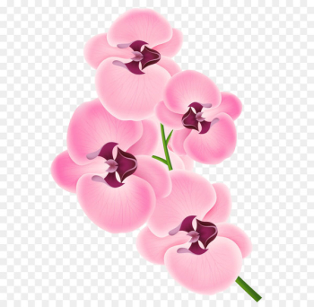 Orchids Clip art - Pink Orchid PNG Clipart Image 