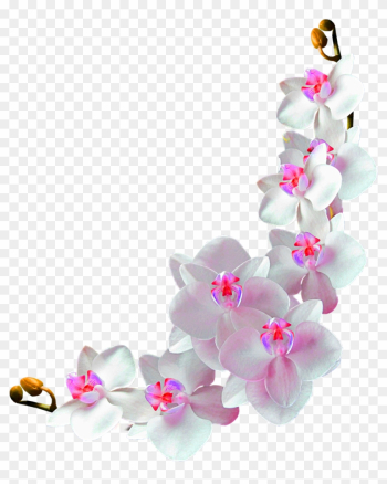 Orchids Film Frame Photography Clip Art - Frame Orchids Flowers Png