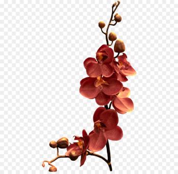 Orchids, Flower, Branch, Flowering Plant PNG Orchids, Flower, Branch, Flowering Plant PNG