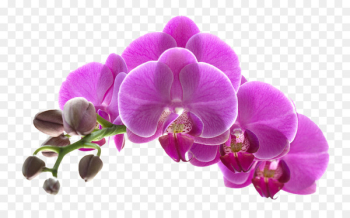 Orchids Flower Purple - Purple flowers download Orchids Flower Purple - Purple flowers download