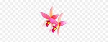 Orchids Flowers Rosa Nature Isolated Orchi - Ochids Png Orchids Flowers Rosa Nature Isolated Orchi - Ochids Png