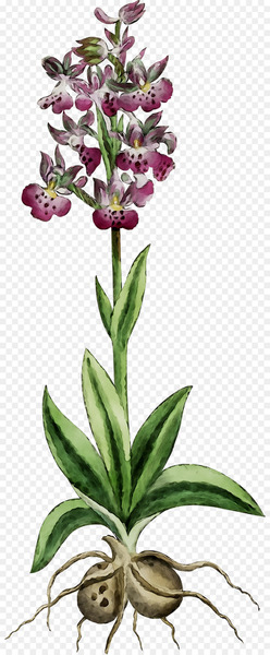 Orchids Herbaceous plant Plant stem Terrestrial plant Plants -  