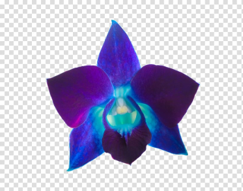 Orchids Violet Purple Color, purple watercolor flowers transparent background PNG clipart