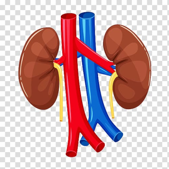Organ Kidney Human body Anatomy Heart, heart transparent background PNG clipart Organ Kidney Human body Anatomy Heart, heart transparent background PNG clipart