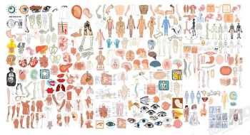 Organ parts of human body structure