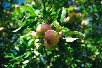Organic apple | Free public domain photo - 600073 Organic apple | Free public domain photo - 600073